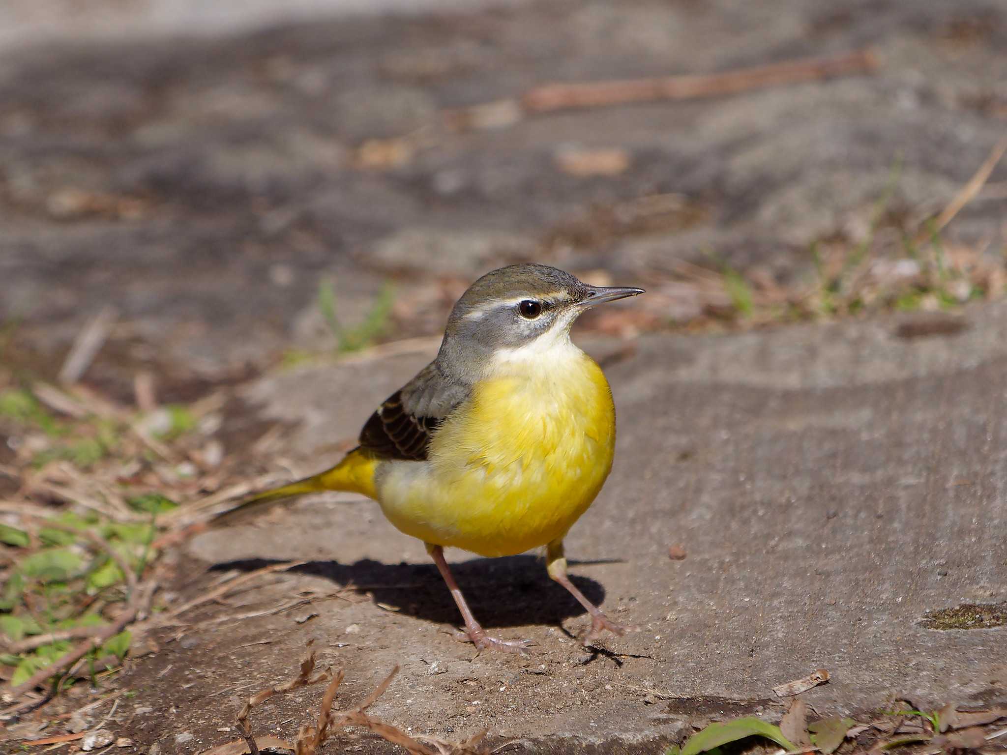 Photo of Grey Wagtail at 横浜市立金沢自然公園 by しおまつ