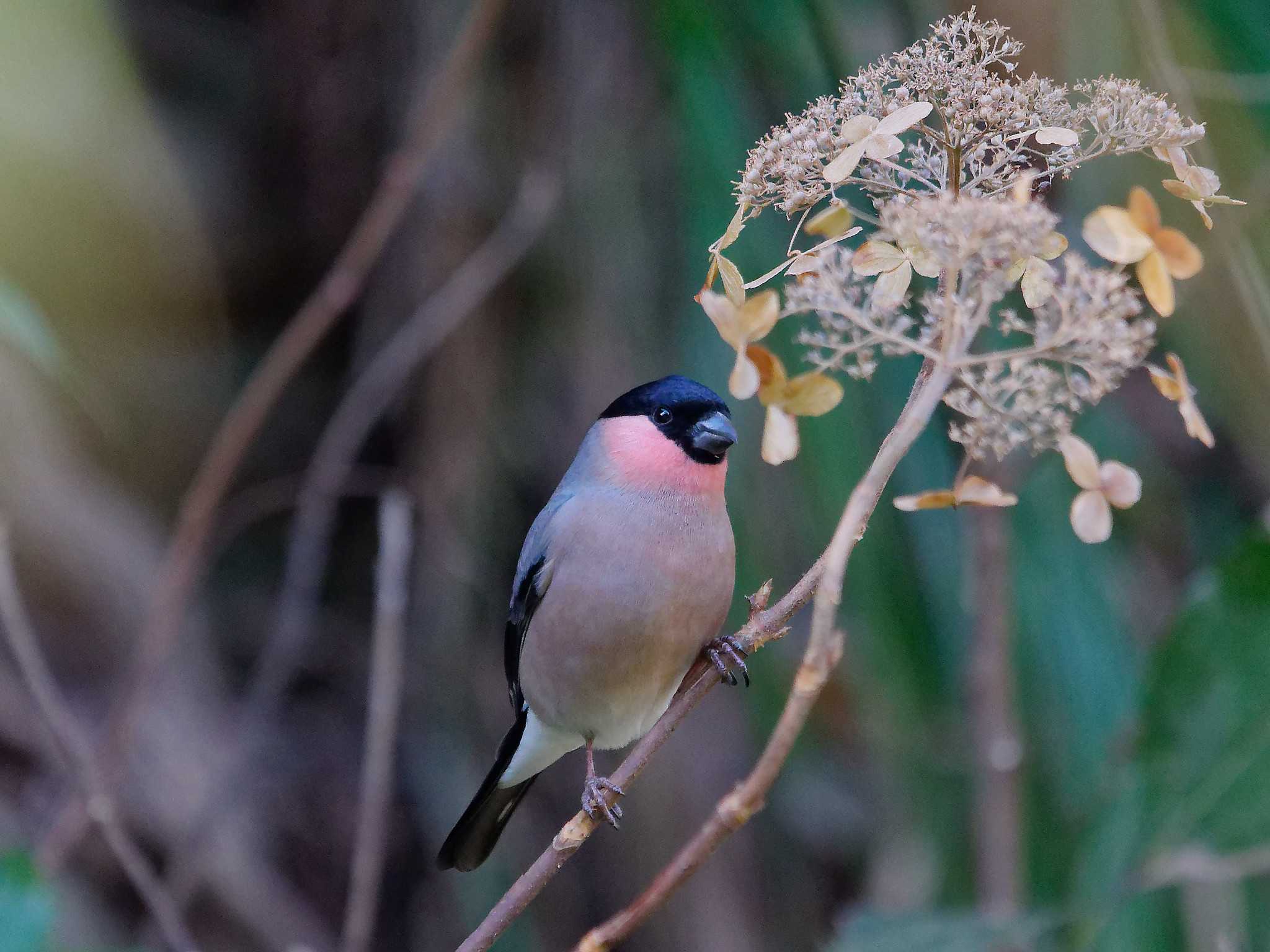 Photo of Eurasian Bullfinch at 横浜市立金沢自然公園 by しおまつ