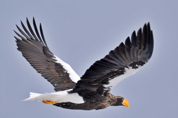 Steller's Sea Eagle 風蓮湖 Wed, 1/17/2024