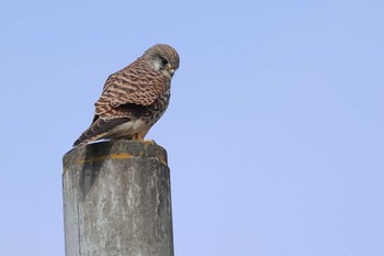 チョウゲンボウ 愛知県 2024年1月12日(金)