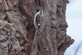 キバシリ 旭山記念公園 2023年12月3日(日)