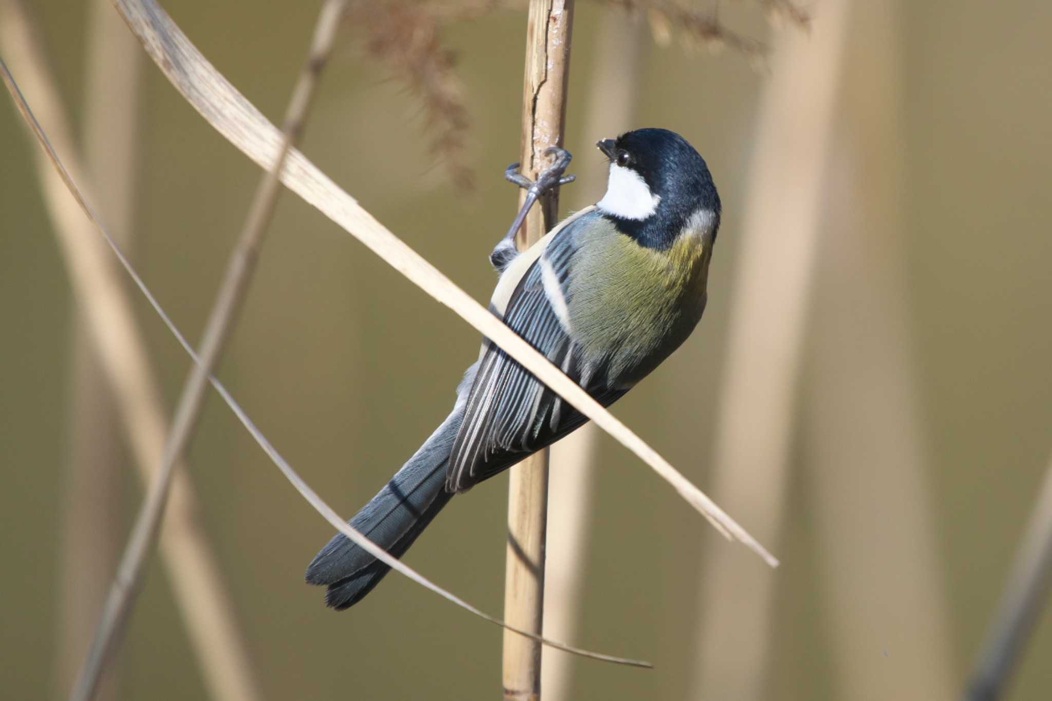 Photo of Japanese Tit at 池子の森自然公園 by Y. Watanabe