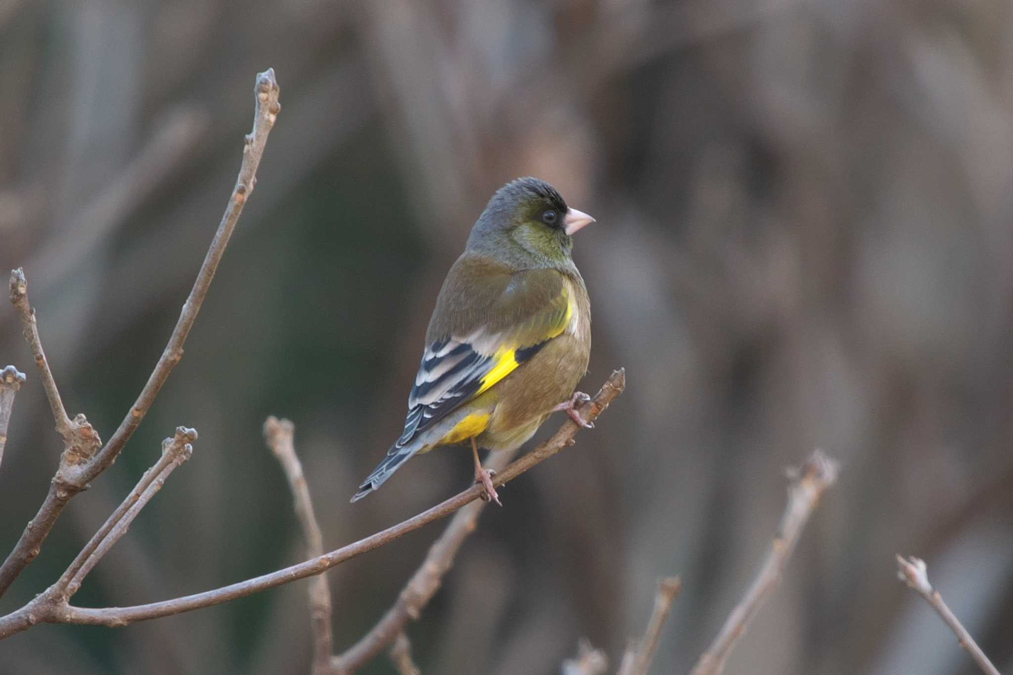 Grey-capped Greenfinch