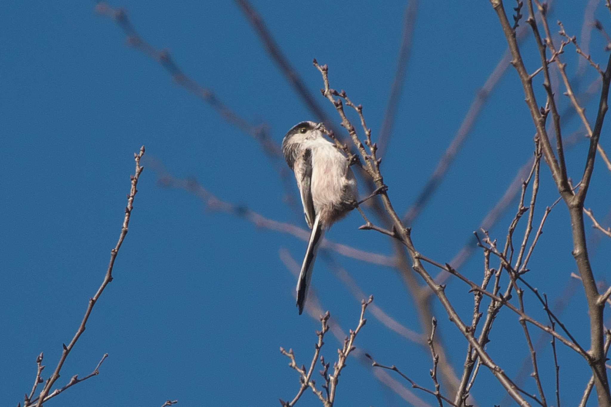 Long-tailed Tit