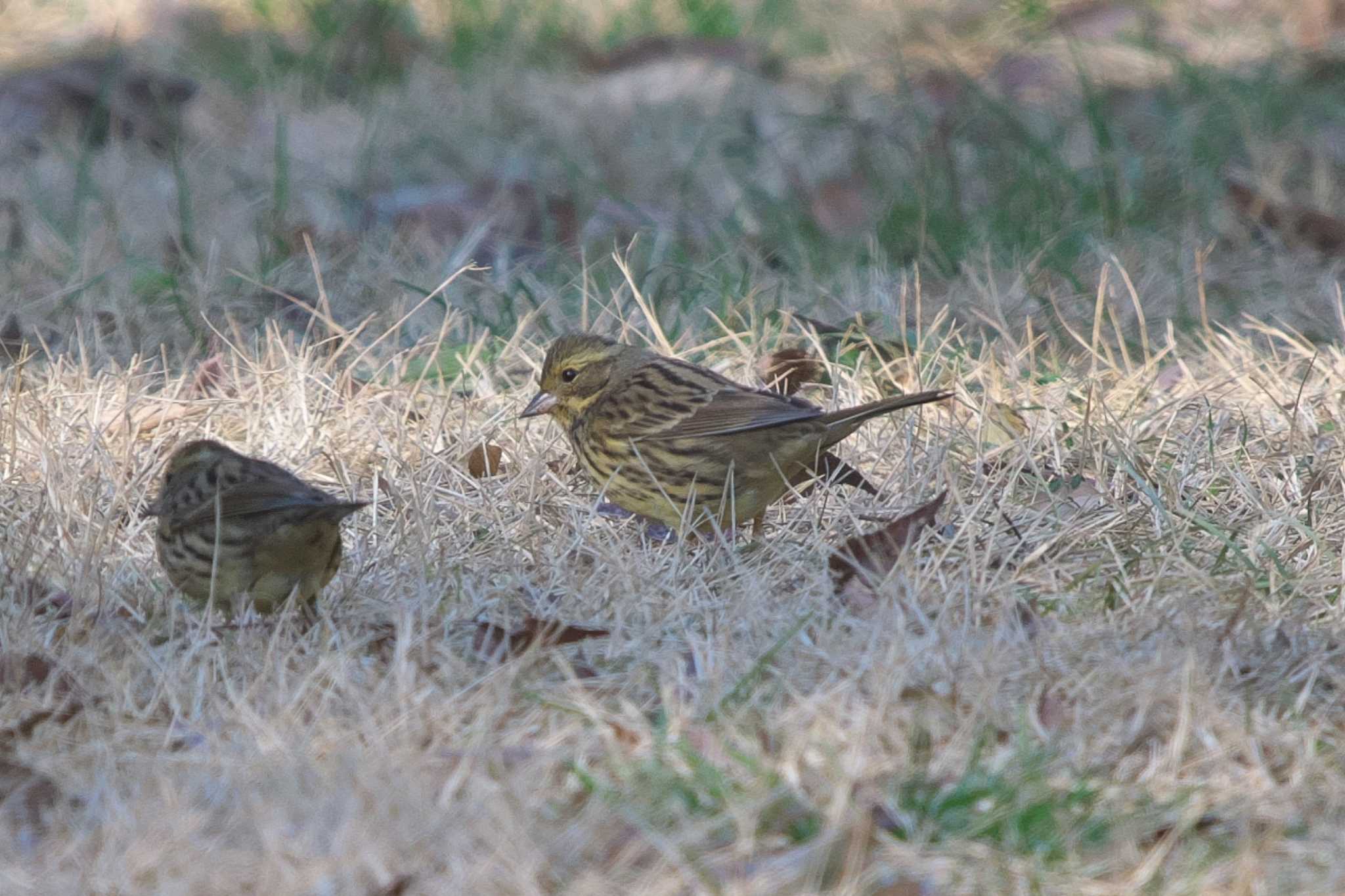 Masked Bunting