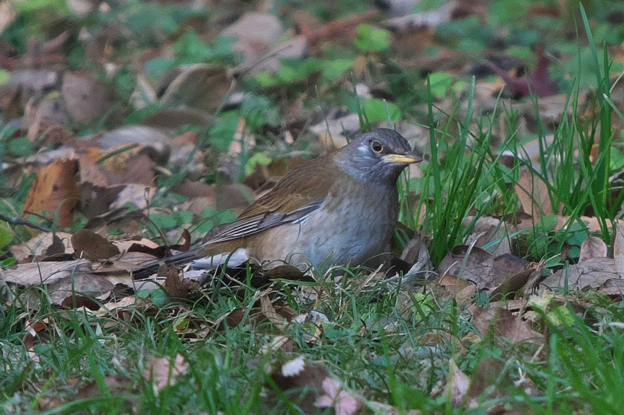 Photo of Pale Thrush at 池子の森自然公園 by Y. Watanabe