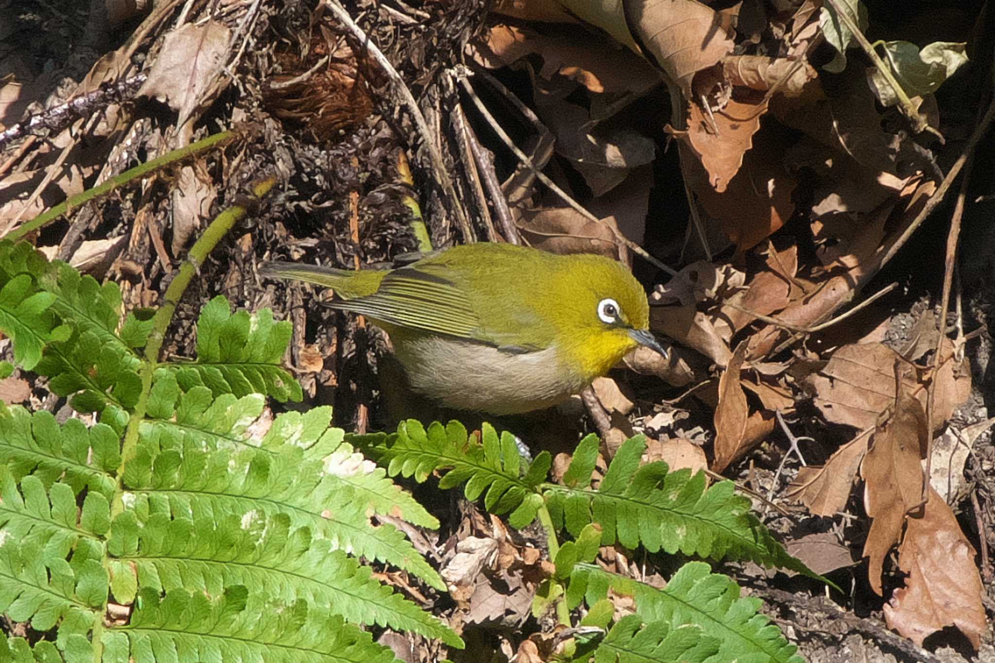 Warbling White-eye