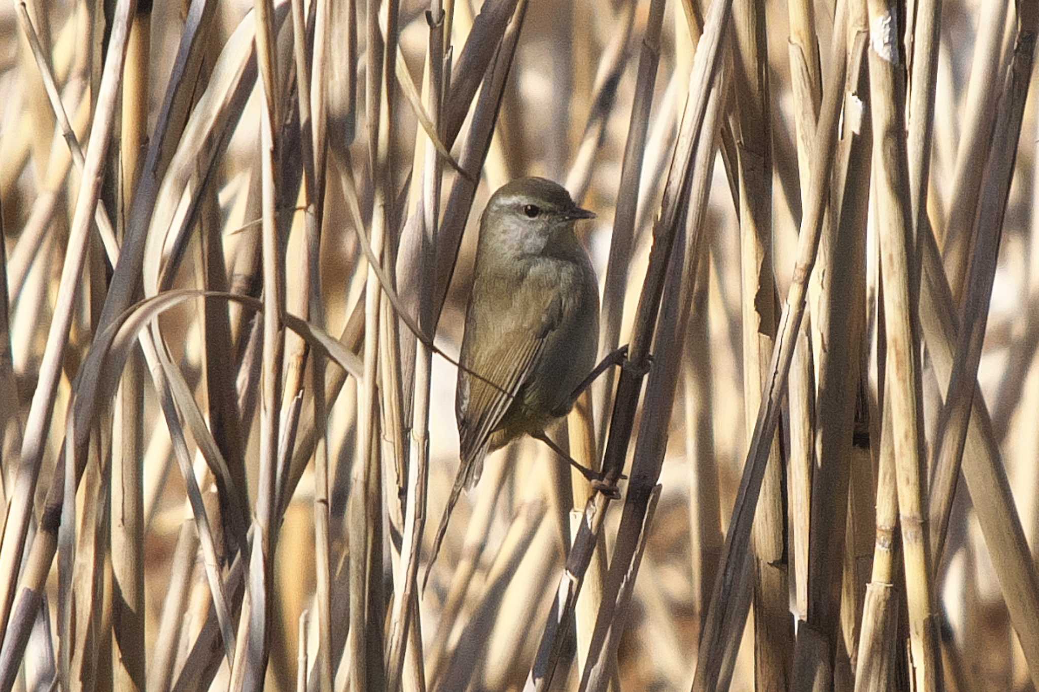 Photo of Japanese Bush Warbler at 池子の森自然公園 by Y. Watanabe