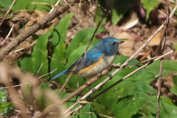 2024年1月17日(水) 池子の森自然公園の野鳥観察記録