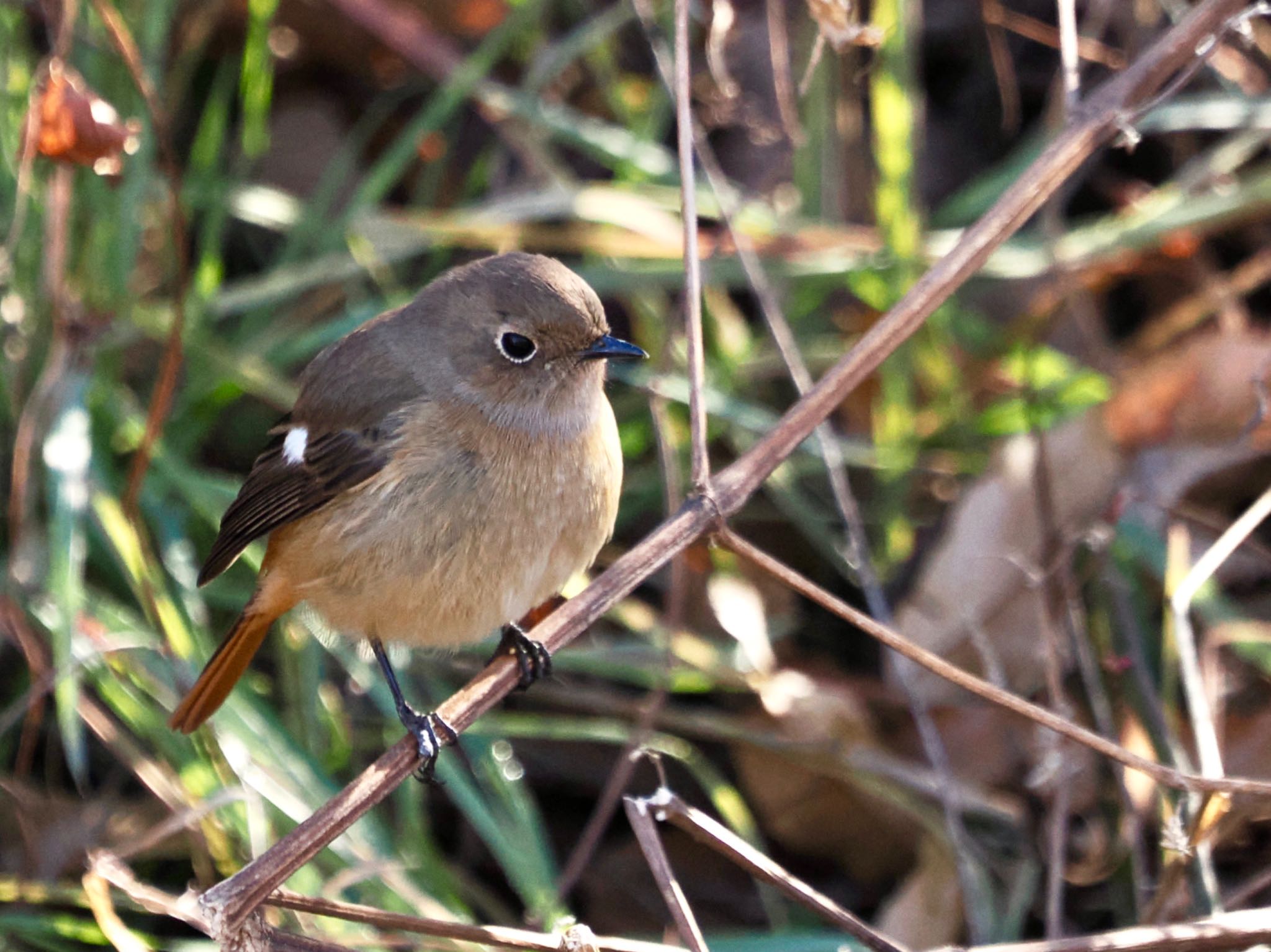 Daurian Redstart