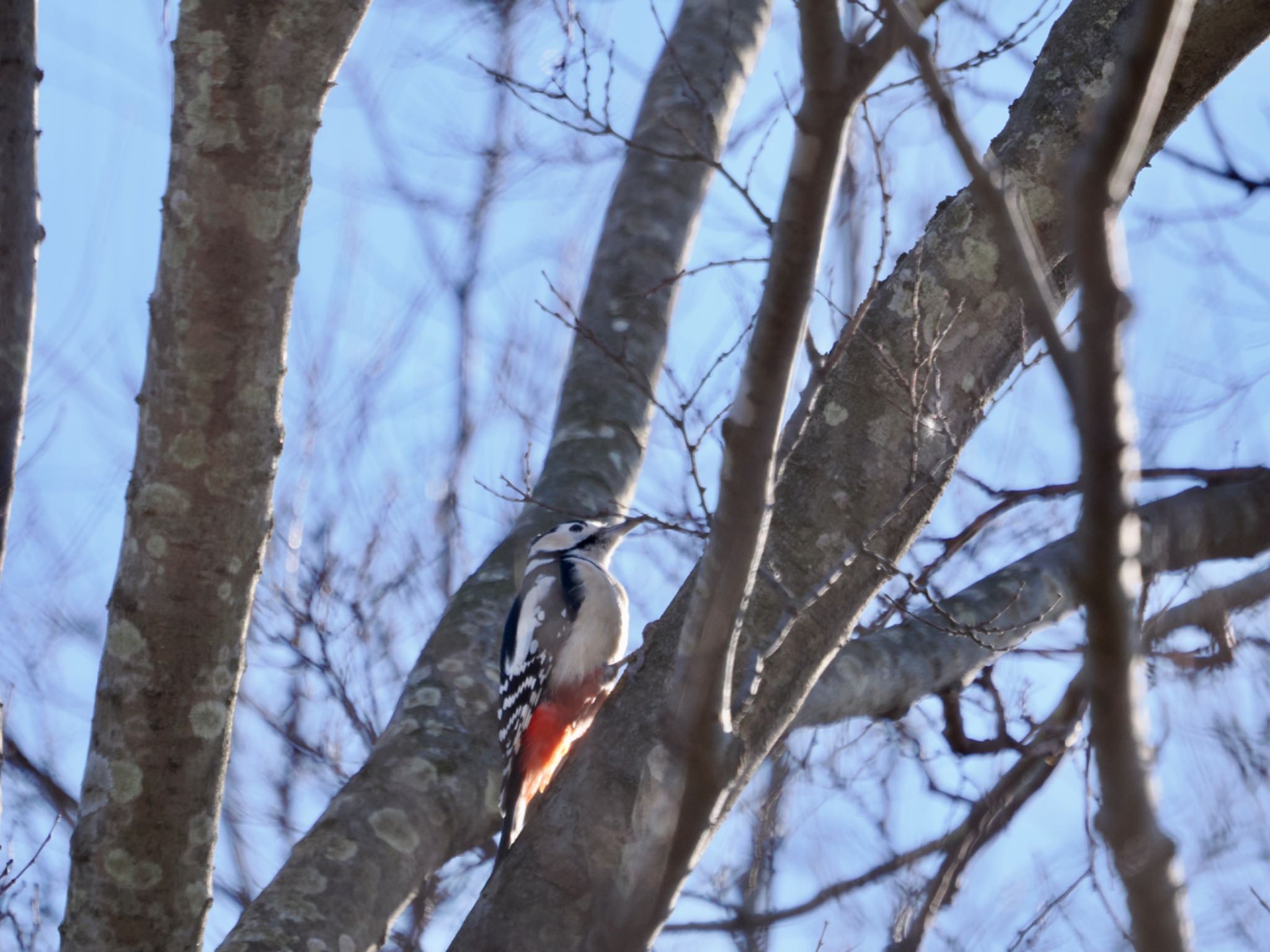 Great Spotted Woodpecker