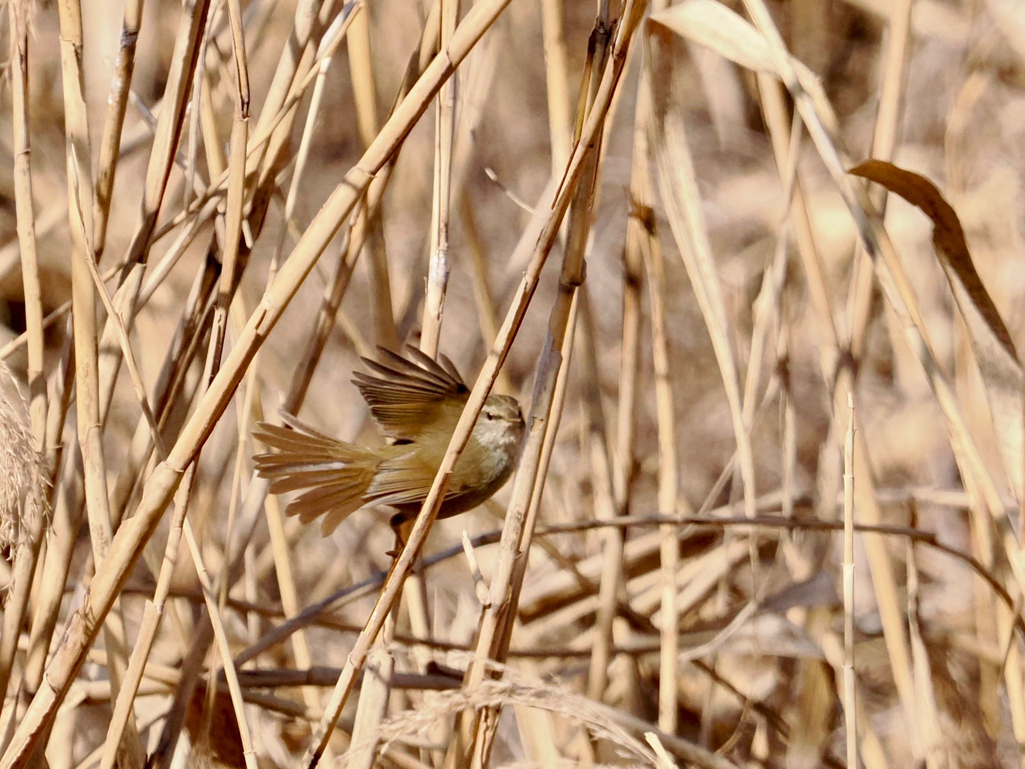 Japanese Bush Warbler