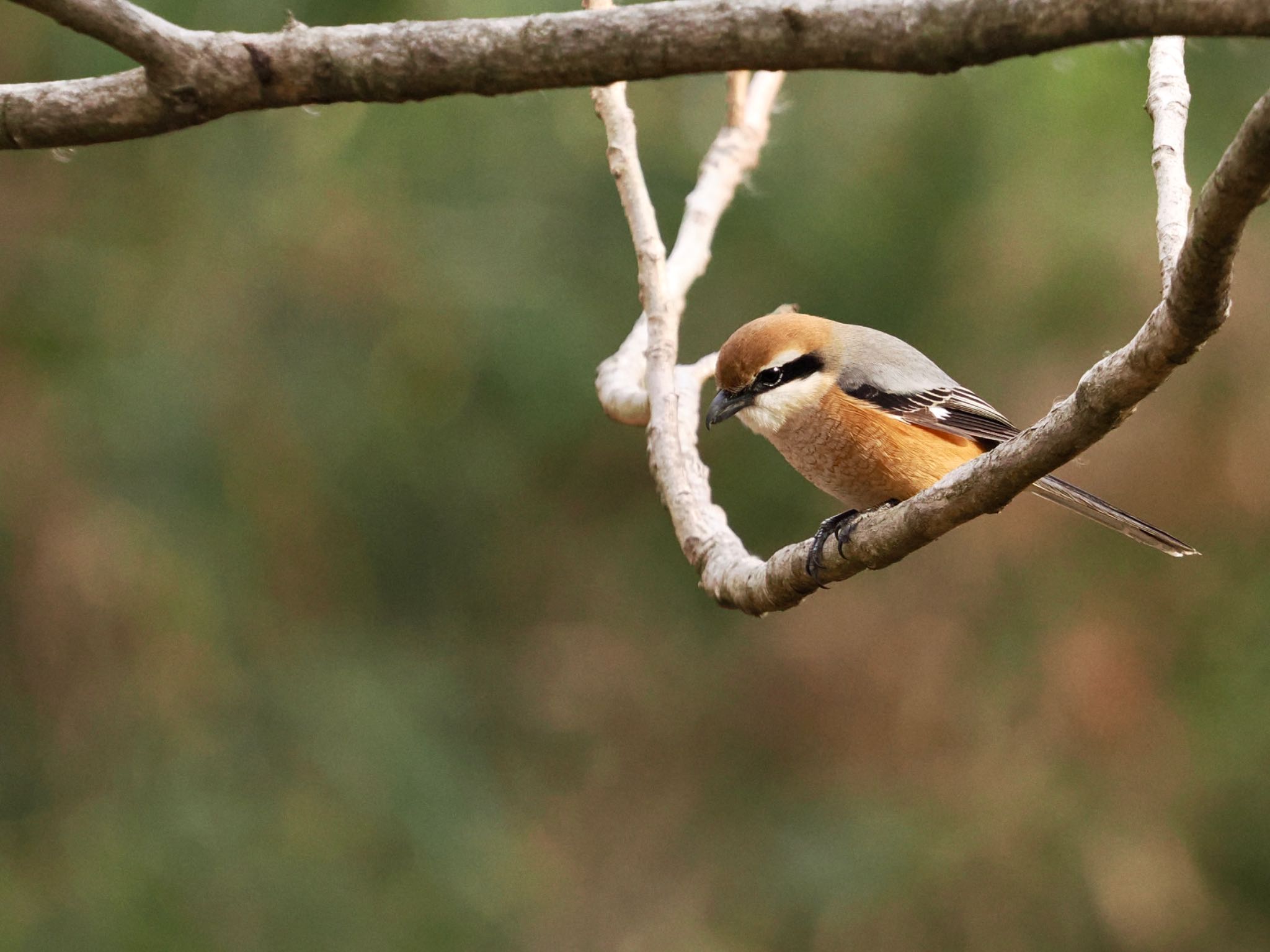 Bull-headed Shrike