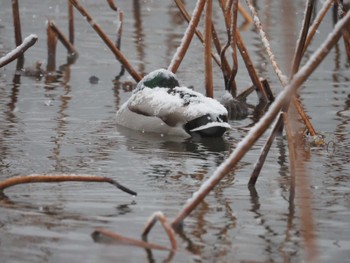 マガモ 長嶺大池 2024年1月13日(土)