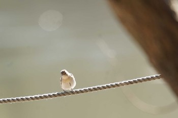 Red-breasted Flycatcher さいたま Wed, 1/17/2024