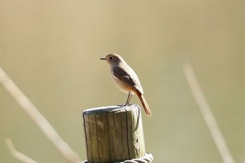 Daurian Redstart さいたま Wed, 1/17/2024