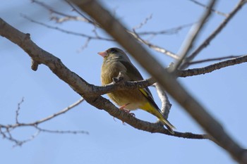 Grey-capped Greenfinch さいたま Wed, 1/17/2024