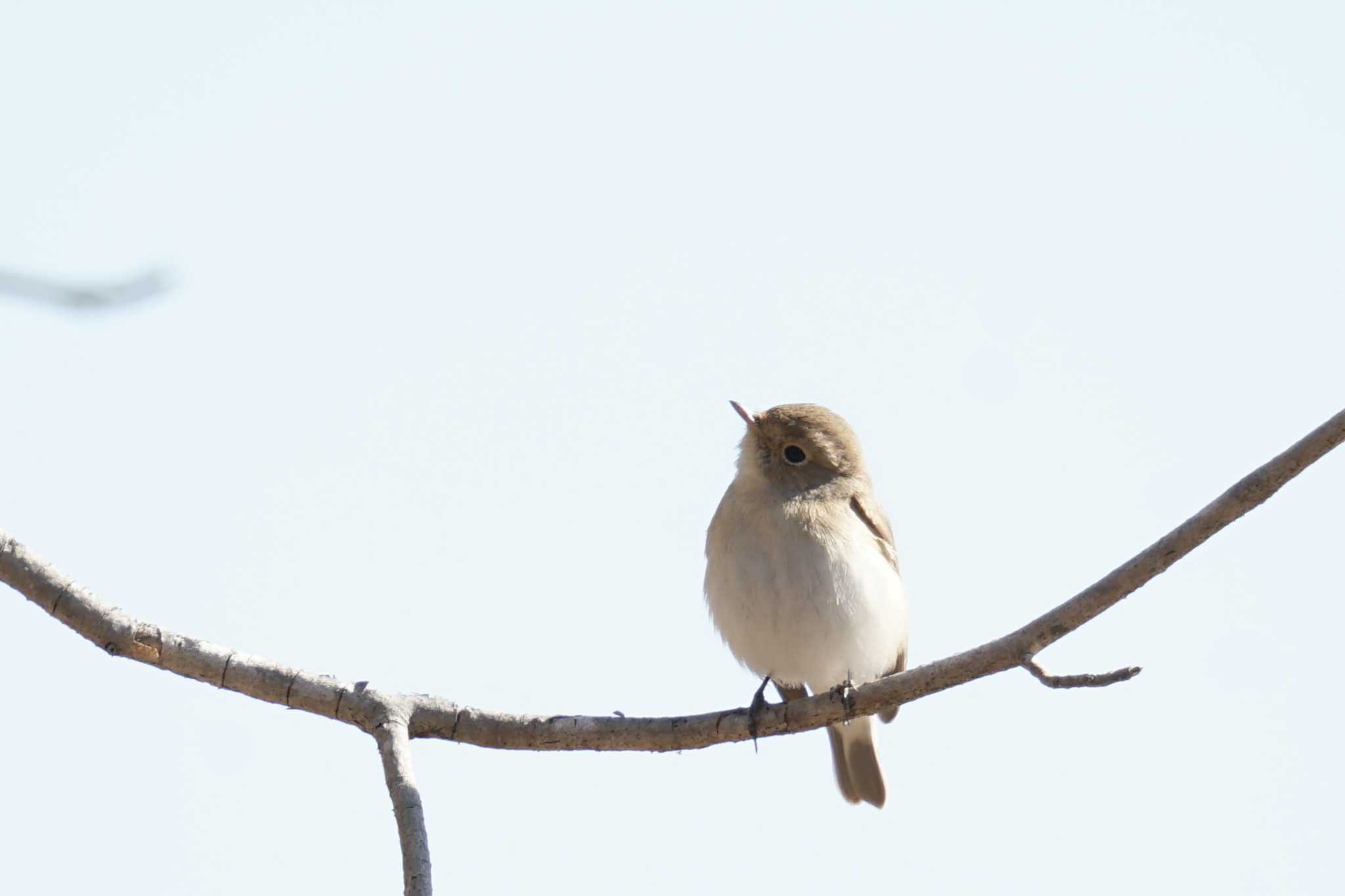 Photo of Red-breasted Flycatcher at さいたま by しそのは