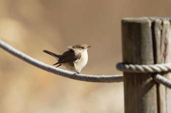 Red-breasted Flycatcher さいたま Wed, 1/17/2024