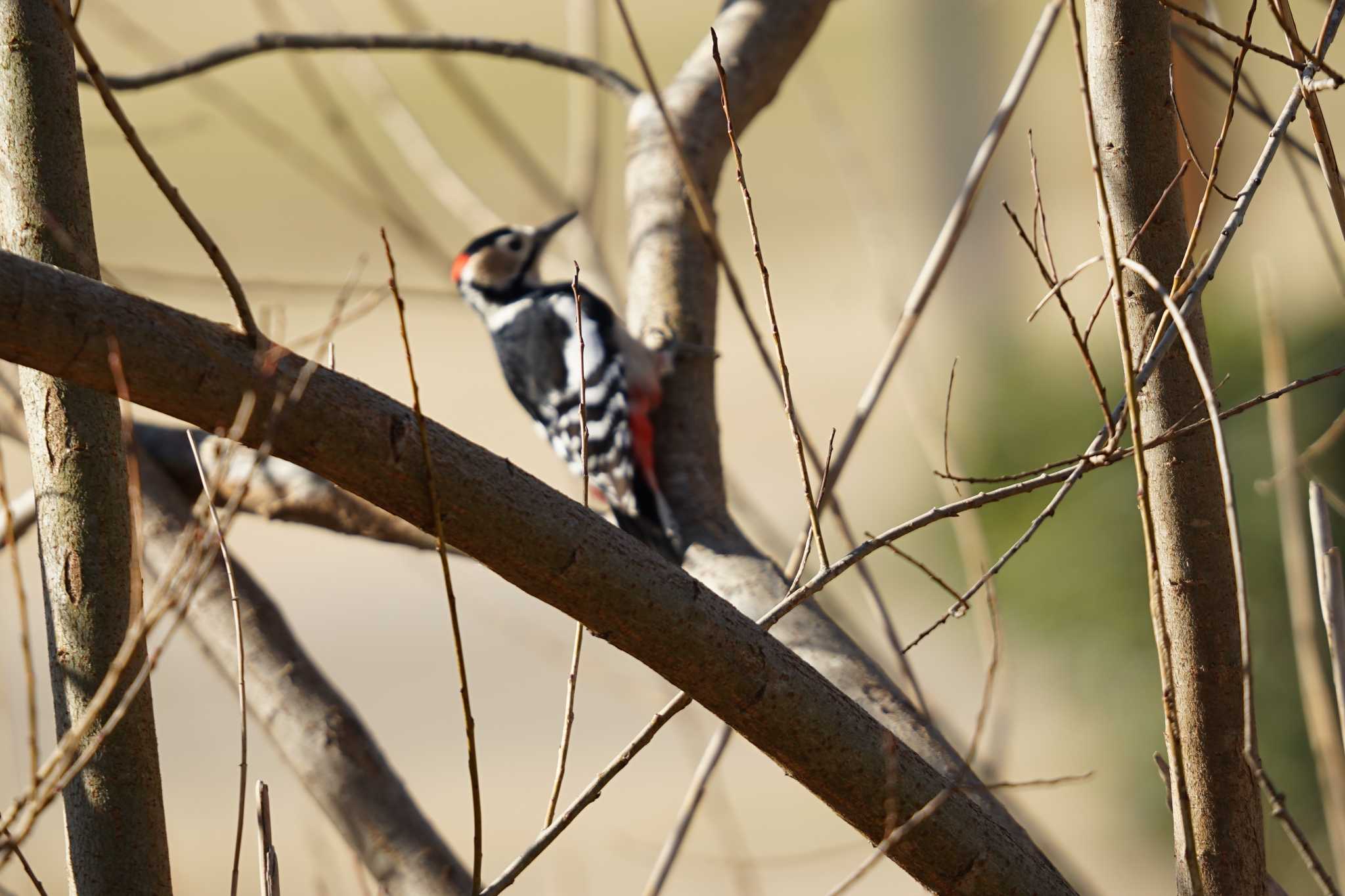 Photo of Great Spotted Woodpecker at さいたま by しそのは