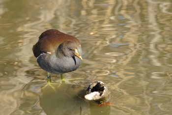 Common Moorhen さいたま Wed, 1/17/2024