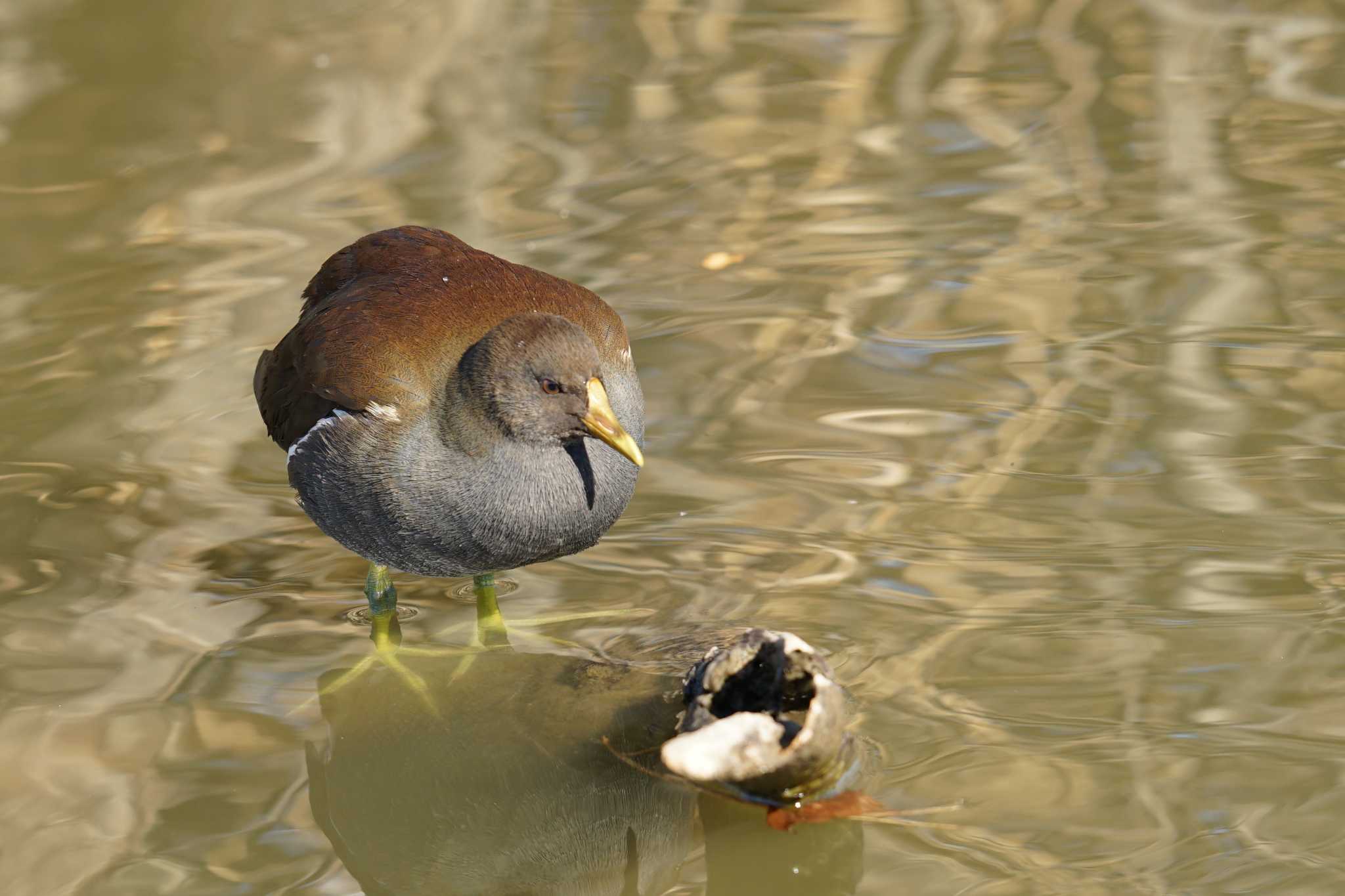 Photo of Common Moorhen at さいたま by しそのは