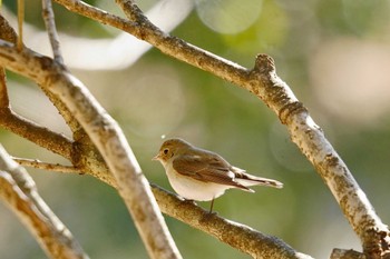 Red-breasted Flycatcher さいたま Wed, 1/17/2024