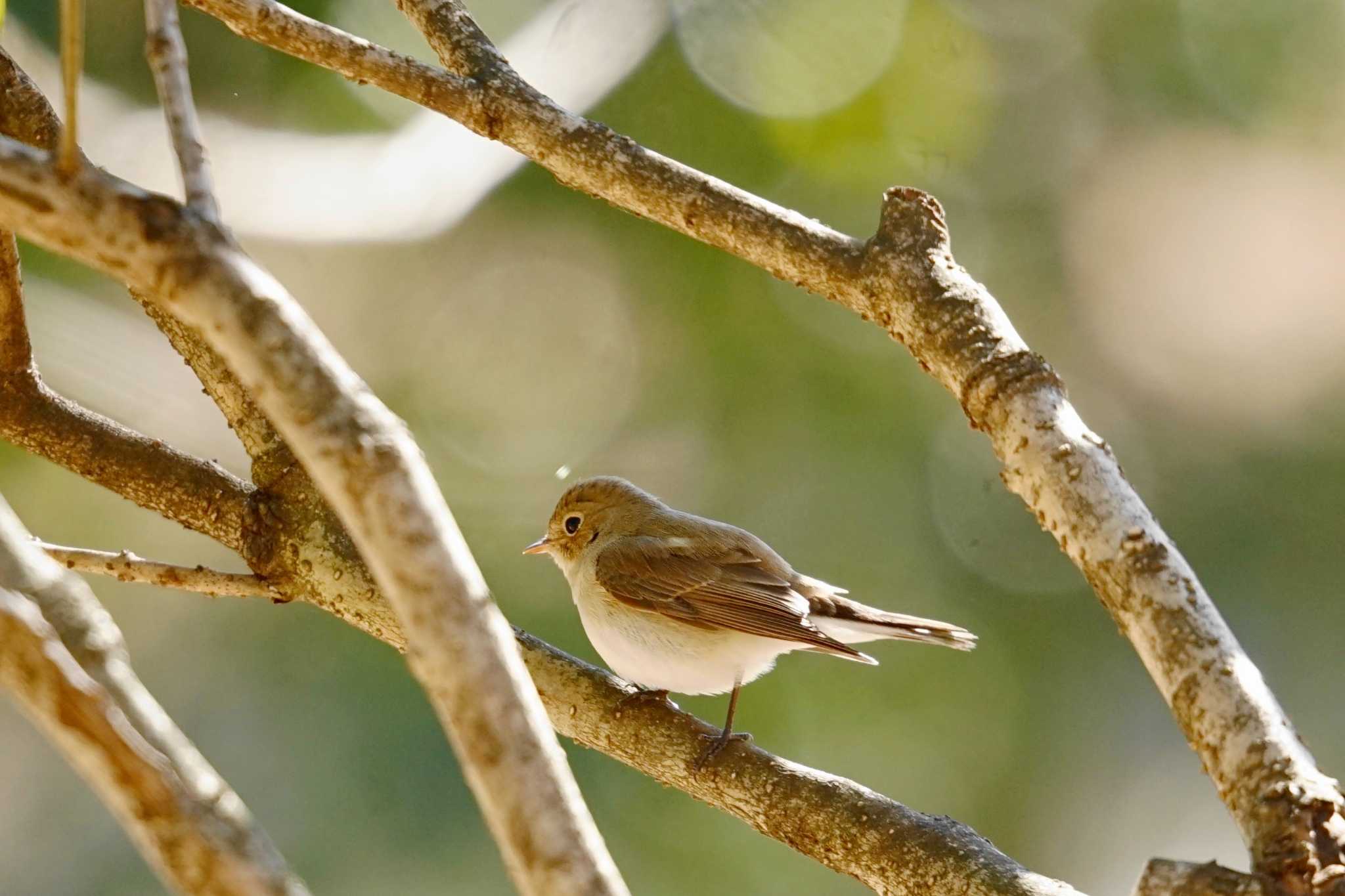 Photo of Red-breasted Flycatcher at さいたま by しそのは