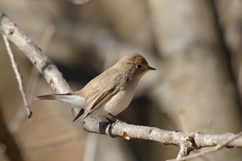 Red-breasted Flycatcher さいたま Wed, 1/17/2024