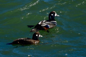 Harlequin Duck 福岡県福岡市 Tue, 1/16/2024