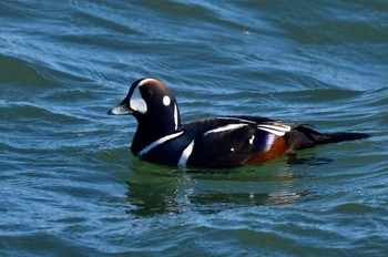 Harlequin Duck 福岡県福岡市 Tue, 1/16/2024