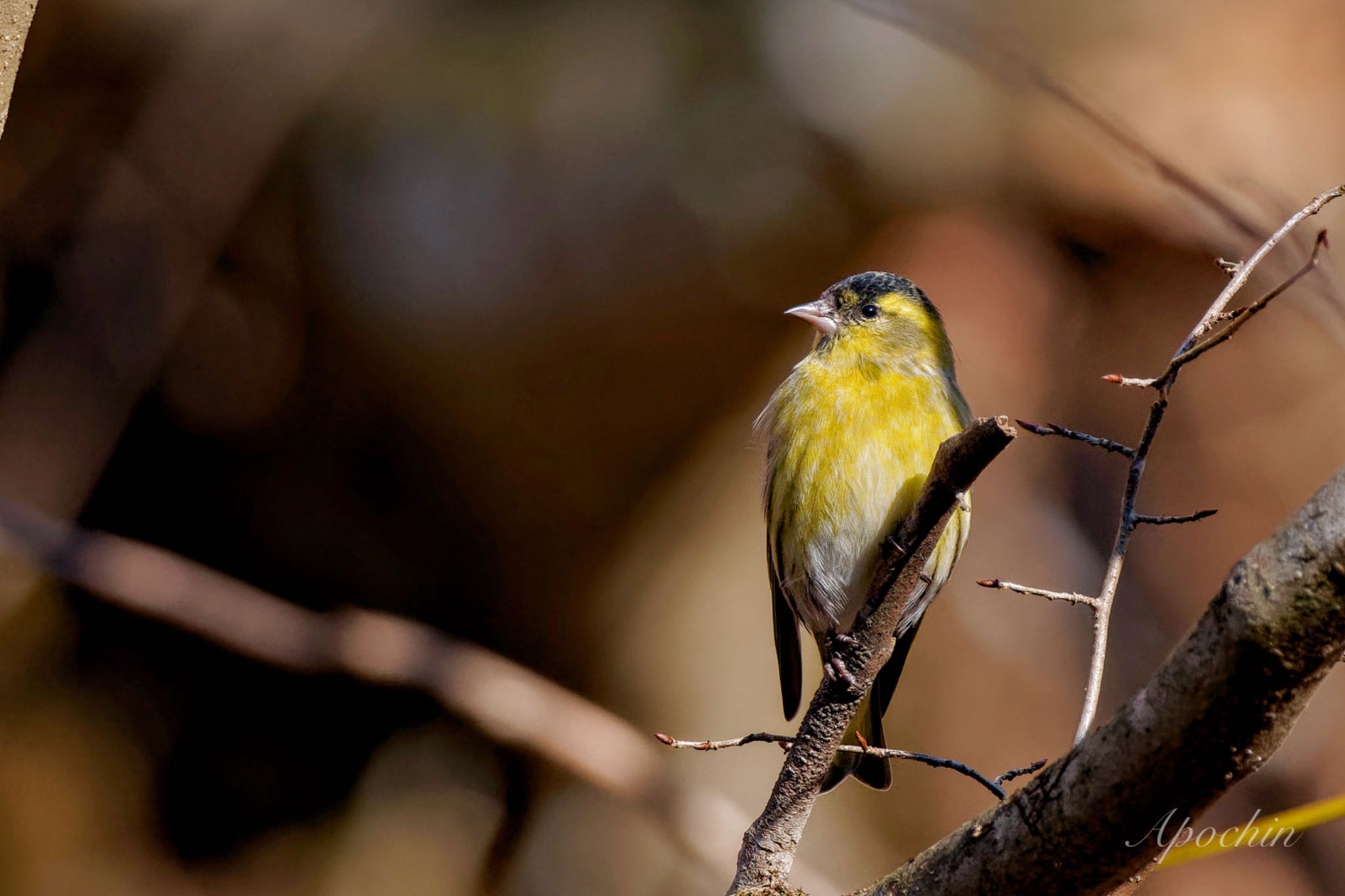 Eurasian Siskin