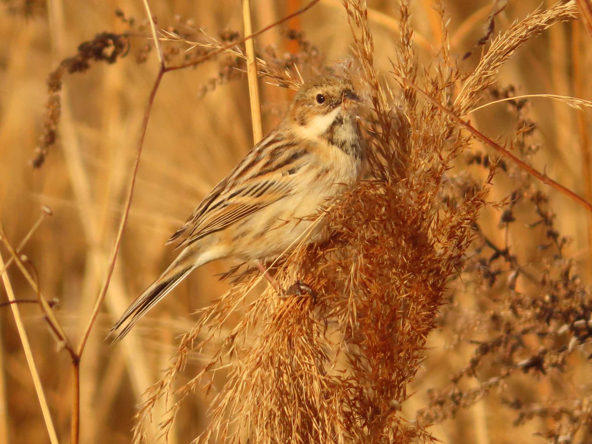 Photo of Pallas's Reed Bunting at 多摩川二ヶ領宿河原堰 by ゆ