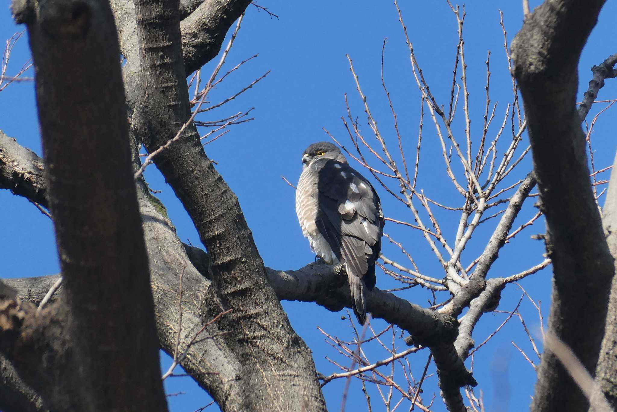 Photo of Japanese Sparrowhawk at 東京都 by Kirin-Kita