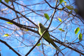 ワカケホンセイインコ 清瀬中央公園 2023年12月9日(土)