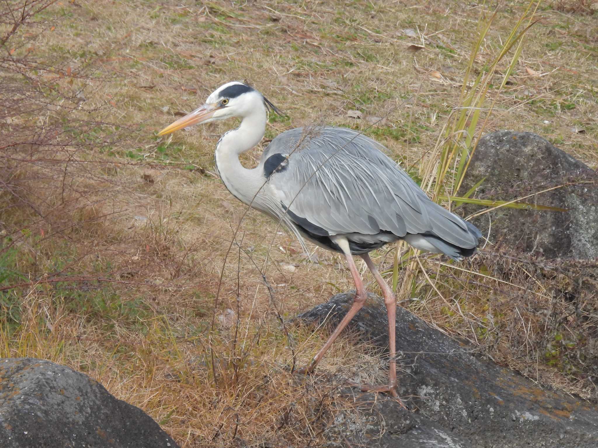 大阪市住吉公園 アオサギの写真 by ゆりかもめ