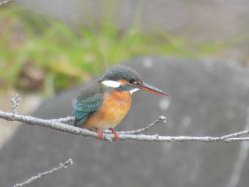 Tue, 1/16/2024 Birding report at 大阪市住吉公園