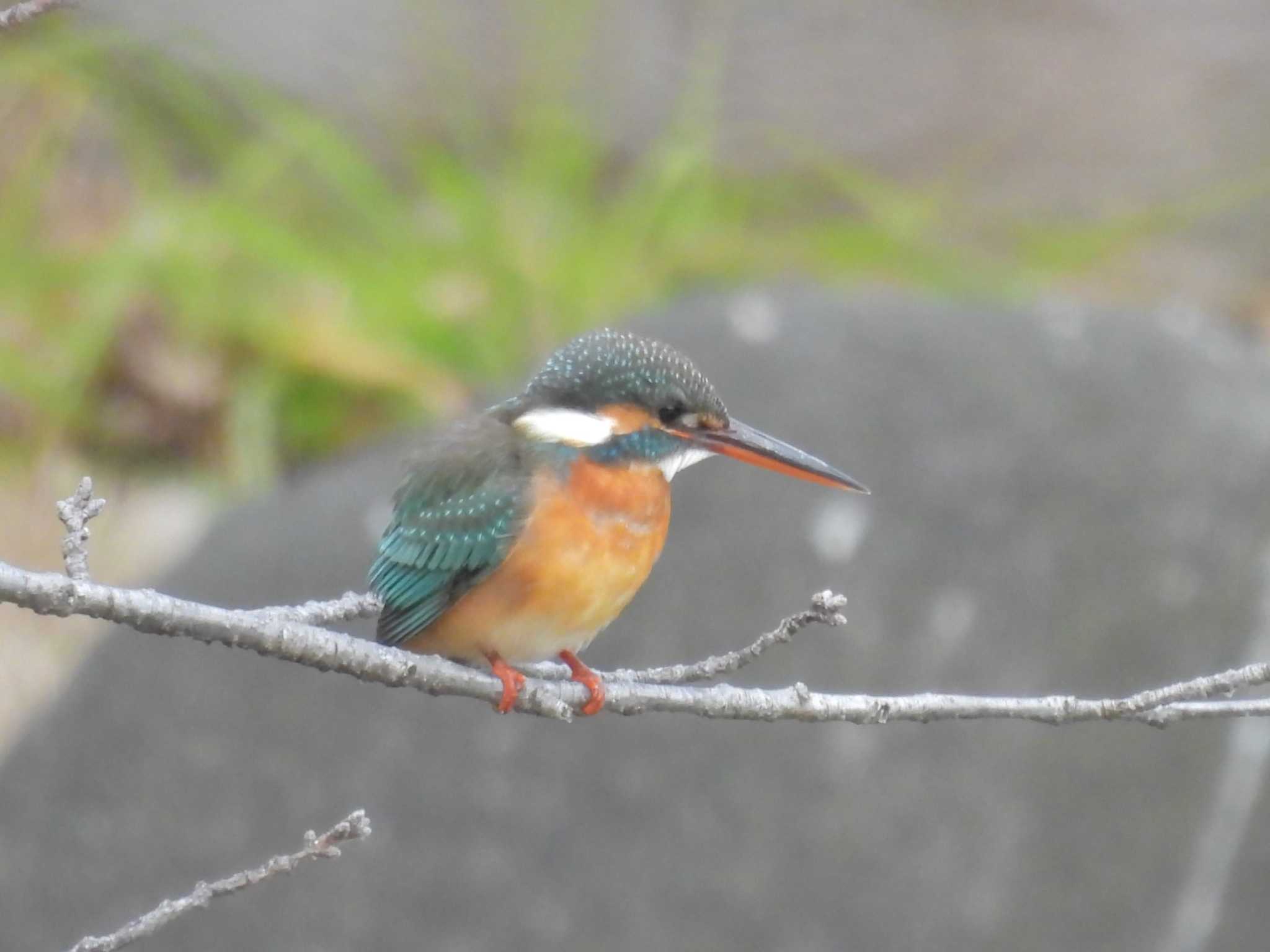 大阪市住吉公園 カワセミの写真 by ゆりかもめ