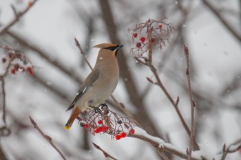 Bohemian Waxwing Unknown Spots Mon, 1/15/2024