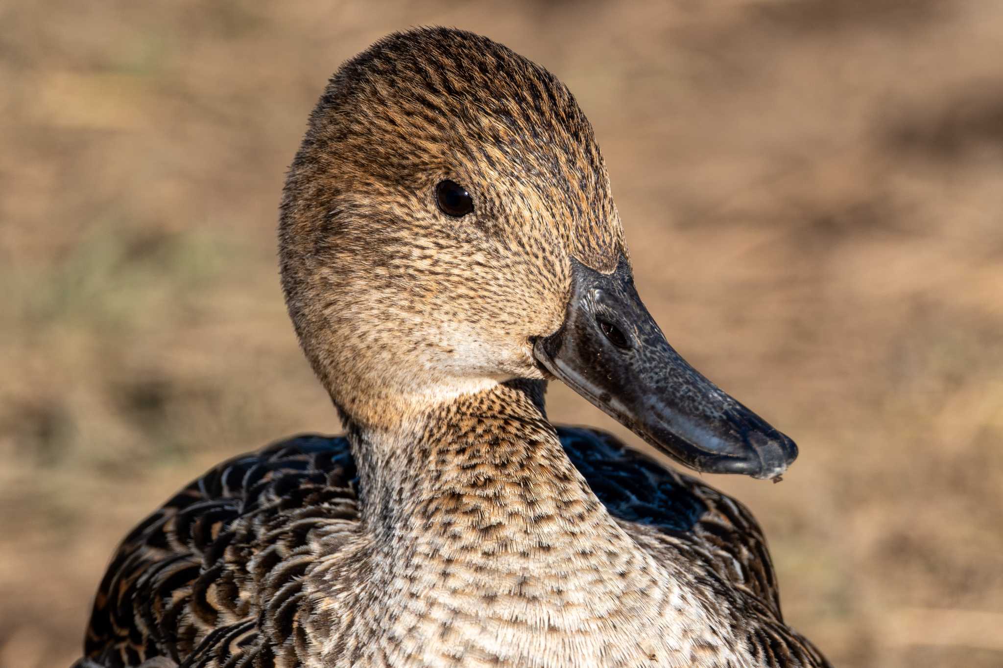 Northern Pintail