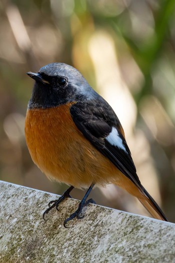 Daurian Redstart 古徳沼 Wed, 1/17/2024