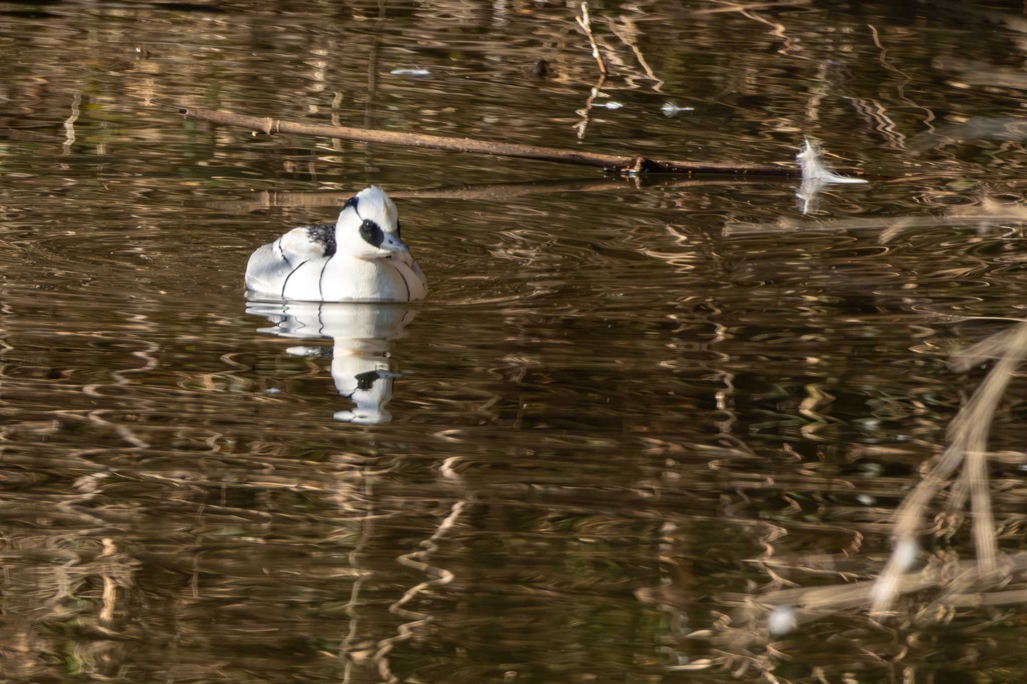 Smew