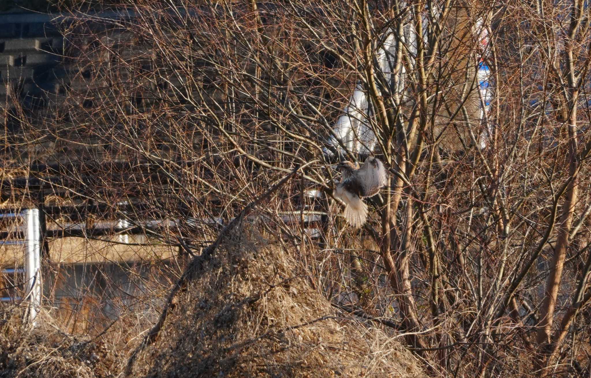 Eastern Buzzard