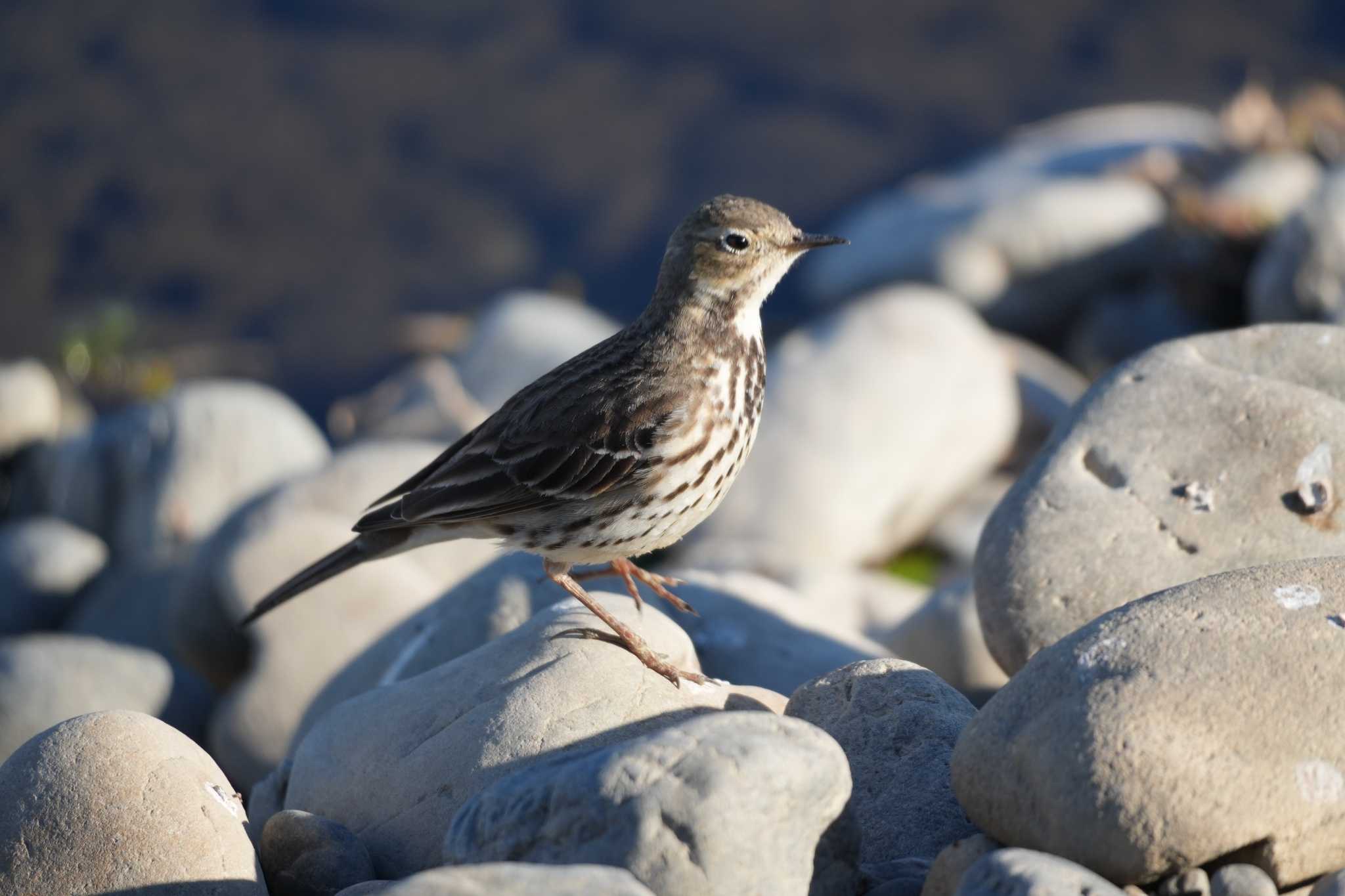 Water Pipit