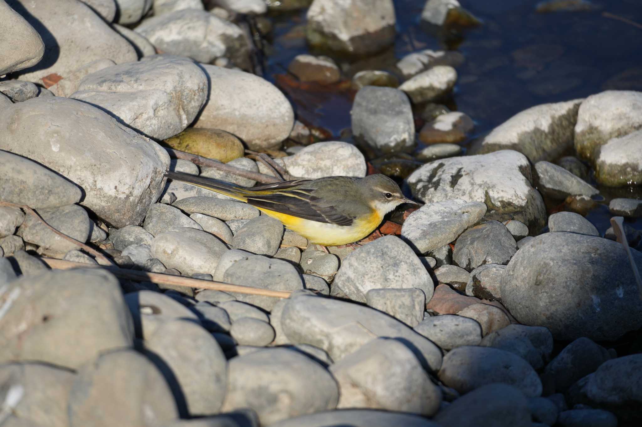 Grey Wagtail