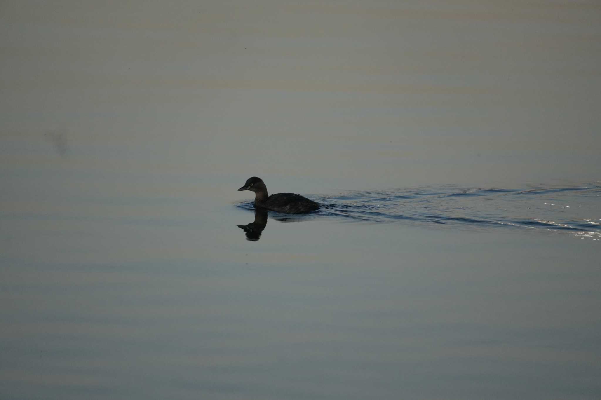 Little Grebe