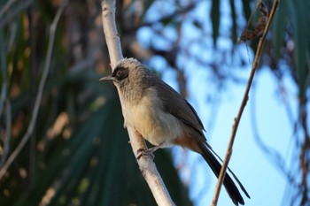 Masked Laughingthrush 多摩川 Wed, 1/17/2024