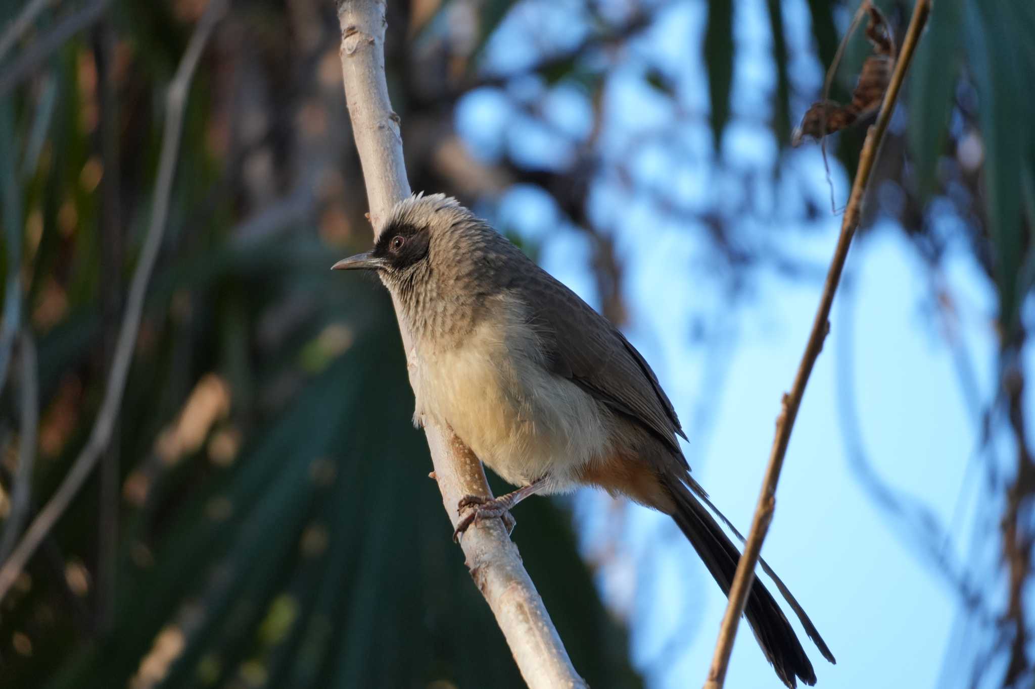 Masked Laughingthrush