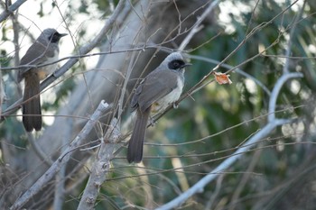 Masked Laughingthrush 多摩川 Wed, 1/17/2024