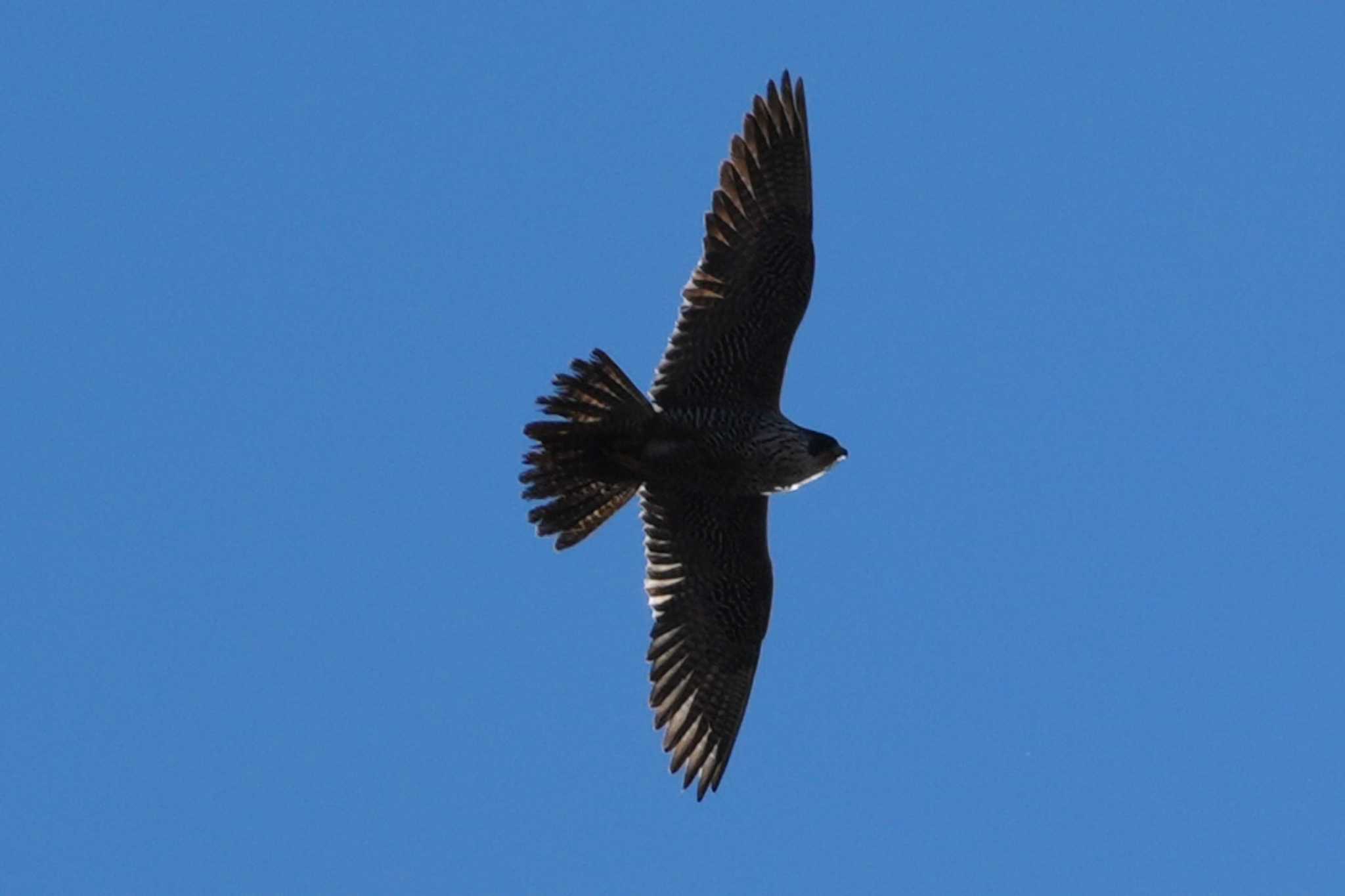 Peregrine Falcon